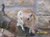 Fette Sandratte