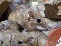 Buschschwanzrennmaus