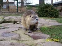 Nutria