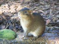 Sumpfmeerschweinchen