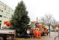 Weihnachtsbaum Altstadt