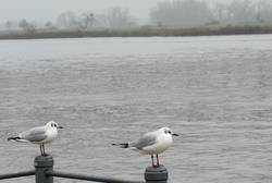 Oberflächenwasser Fluss See Strom Möwen