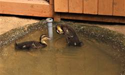 Auch die Enten auf dem Bierer Berg dürfen wieder ins Freie. © Stadt Schönebeck Enten Bierer Berg