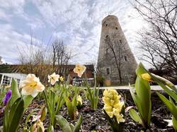 Narzissen vorm Soleturm