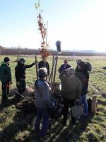 Oberbürgermeister Bert Knoblauch ist einer der Baumpaten. © Stadt Schönebeck (Elbe) Oberbürgermeister Bert Knoblauch ist einer der Baumpaten.