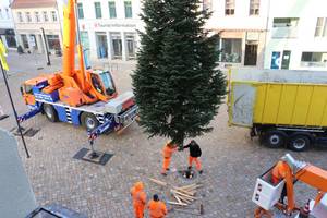 Weihnachtsbaum Altstadt