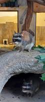 viscacha2024