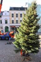 Weihnachtsbaum Altstadt