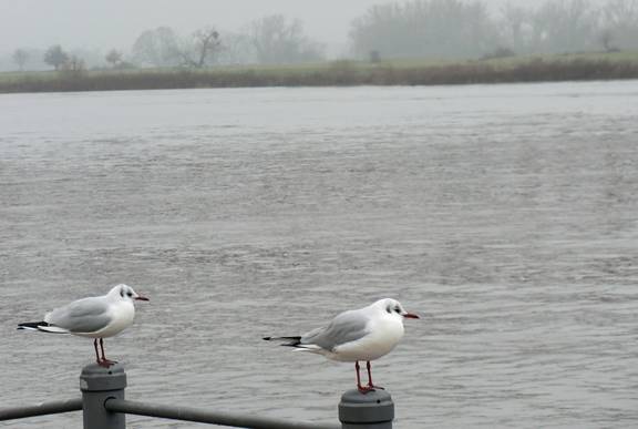 Symbolbild Wasser © Stadt Schönebeck Oberflächenwasser Fluss See Strom Möwen