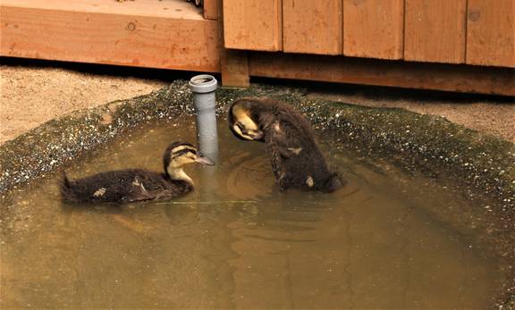 Auch die Enten auf dem Bierer Berg müssen in den Stall. © Stadt Schönebeck Enten Bierer Berg ©Stadt Schönebeck