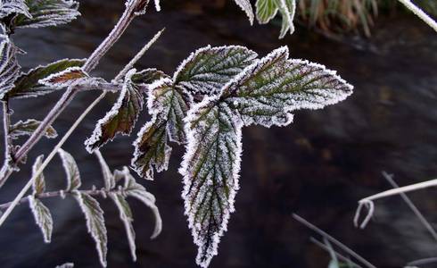 Reif © Reif © Sebastian Balders, DWD Reif © Sebastian Balders, DWD