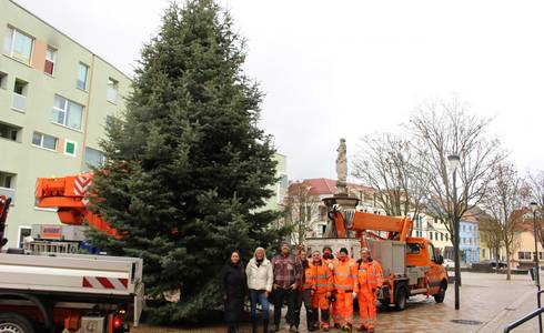 Bauhof stellt die Weihnachtsbäume für 2025 © Stadt Schönebeck (Elbe) Weihnachtsbaum Altstadt