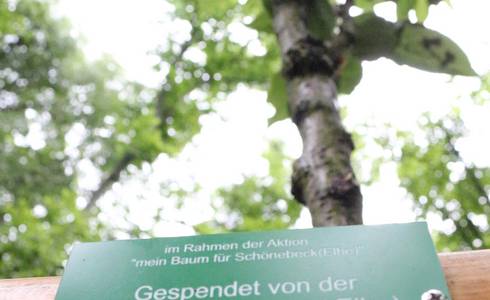 Baumspende am Bierer Berg.