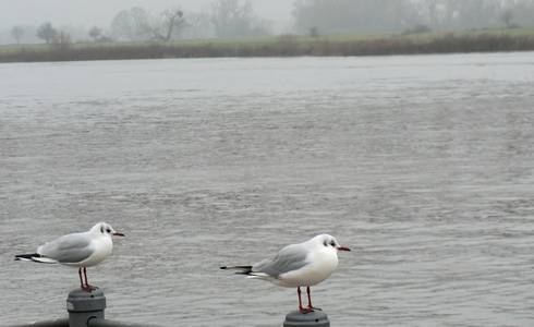 Oberflächenwasser Fluss See Strom Möwen