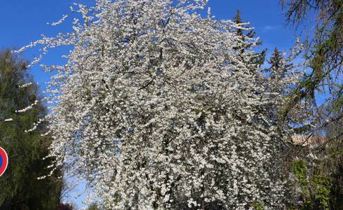 Baumblüte Malzmühlenfeld