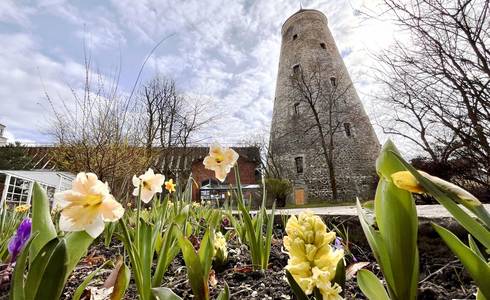 Narzissen vorm Soleturm