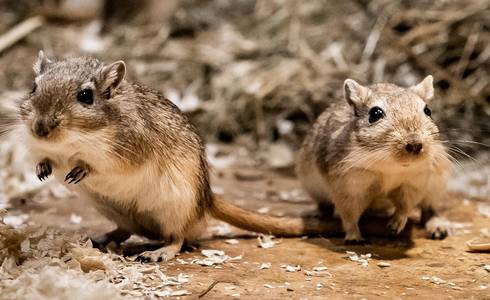 SWS Gehegepatenschaft mongolische Rennmaus